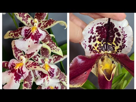 Видео: Долгое видео цветущих бабочек после новогодних праздников