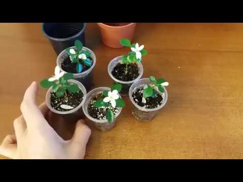 Видео: Мурайя уход за сеянцем. Рекомендации по выращиванию.