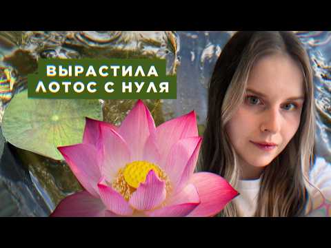 Видео: Как вырастить лотос из семечки? Эксперимент с поиском дзена