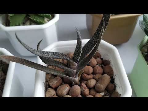 Видео: Цветущие кактусы,разнообразные суккуленты.Обзор коллекции от 16 марта.