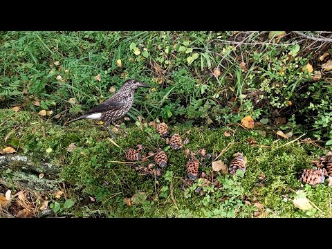 Видео: Поехали за хариусом, а привезли кедровые шишки.