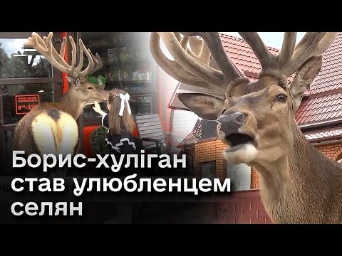 Видео: 🦌 Видурює їжу в магазинах і об’їдає тюльпани! Олень Борис з Рівненщини став зіркою Мережі