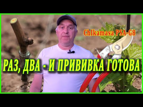 Видео: Как ПРОСТО сделать прививку ВИНОГРАДА 2024.