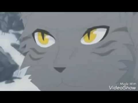 Видео: Смерть серебрянки