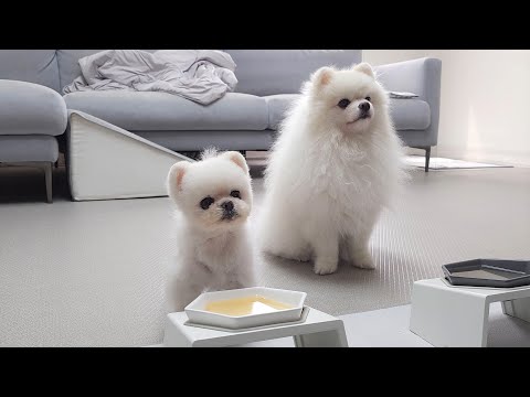 Видео: Я сделала специальное блюдо для моей больной собаки