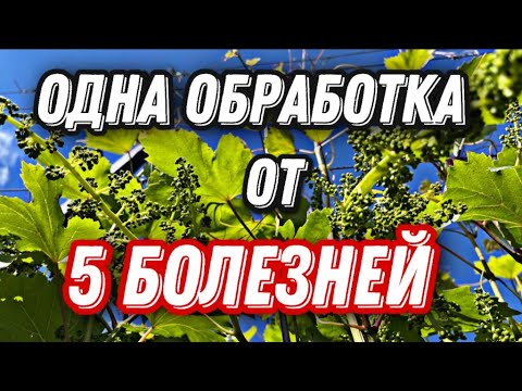 Видео: Обработка виноградника перед цветением от  вредителей и болезней.