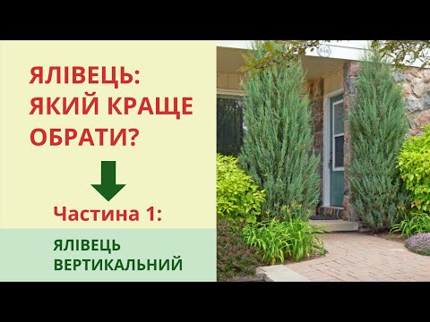 Видео: Можжевельник вертикальный - Blue Arrow, Skyrocket, Moonglow, Hibernica, Spartan