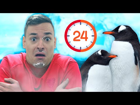 Видео: СТАВАМ ПИНГВИН ЗА 24 ЧАСА В PENGUIN SIMULATOR!