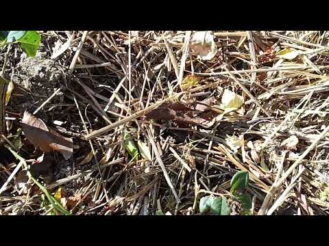 Видео: Збираємо 🍄 грибочки
