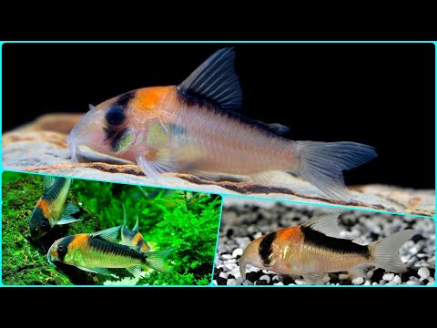 Видео: Аквариумный сомик Коридорас Адольфа Содержание в аквариуме Разведение и Совместимость