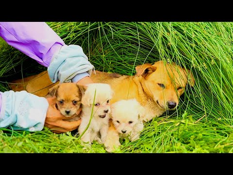 Видео: Кто бы мог подумать, что собачья мама 🐶 приведёт нас к 3 милым щенкам! 😘🥰👍👍👍