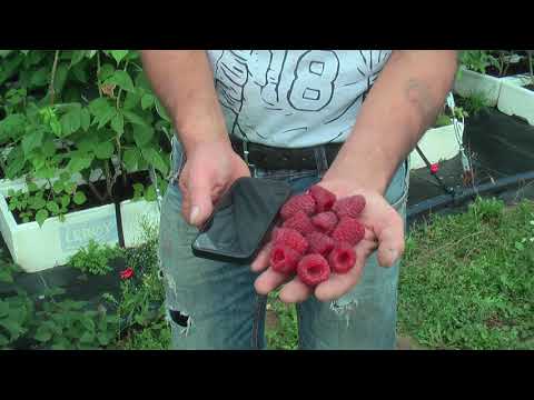 Видео: Малина Маричка и Рита в хозяйстве Батькив сад