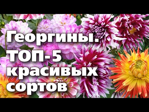 Видео: КРАСИВЫЕ И НАДЕЖНЫЕ СОРТА ГЕОРГИНОВ. ПРОВЕРЕНЫ НА УРАЛЕ