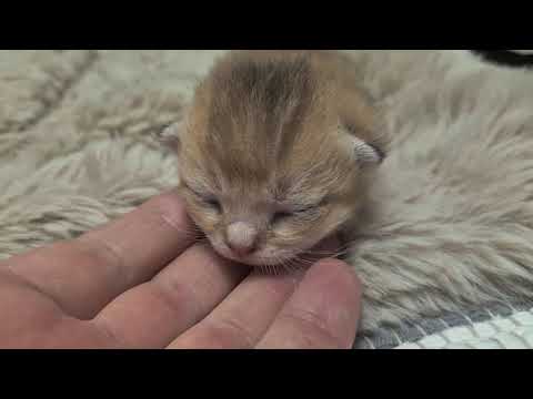 Видео: Кто ушёл на экскурсию? 😊