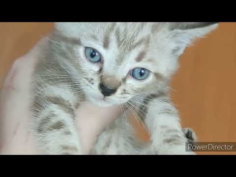 Видео: Очень интересная история.... Котята не бенгала.