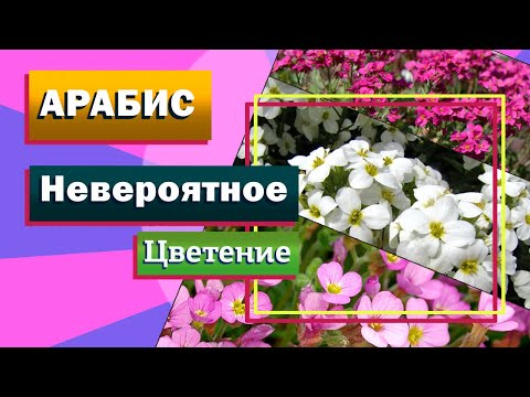 Видео: Арабис. Малоуходный обалденный почвопокровник!