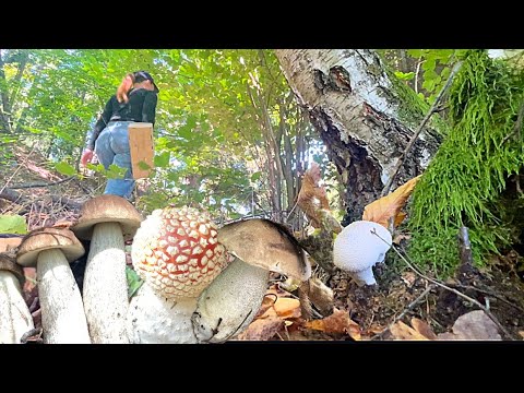 Видео: Грибнику це важливо! Порівняння: Білий гриб та Підберезник 