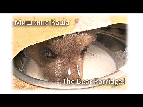 Видео: МИШКИНА КАША