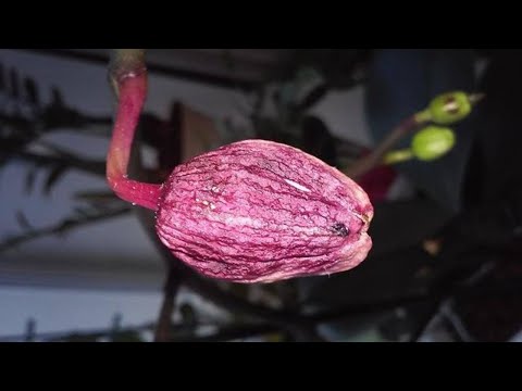 Видео: Почему у орхидеи Фаленопсис опадают бутоны.