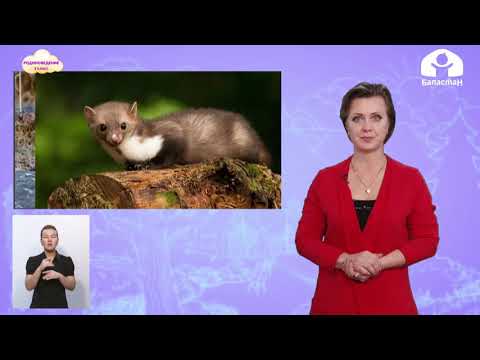 Видео: Родиноведение 3 класс / Разнообразие растительного и животного мира / ТЕЛЕУРОК 18.11.20