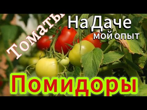 Видео: ПОМИДОРЫ🌱🍅на Даче🏡Выращиваем ТОМАТЫ (мой опыт и смелый эксперимент)
