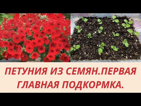 Видео: Петуния Ампельная.Петуния из семян. Всходам 20 дней. Уход.Первая подкормка.Красивые цветы для сада.