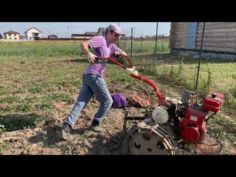 Видео: уборка картошки мотоблоком 2022