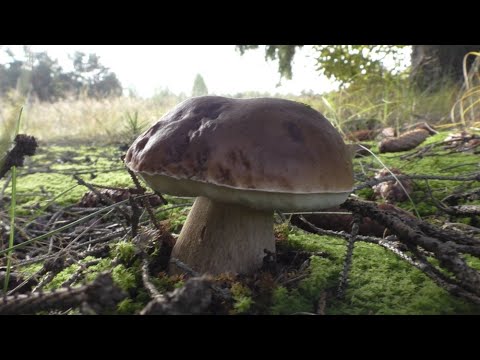 Видео: УДАЧНЫЙ ПОХОД В ЛЕС ПО ГРИБЫ В ОКТЯБРЕ! БЕЛЫЕ ГРИБЫ И МНОГО МНОГО МУХОМОРОВ!