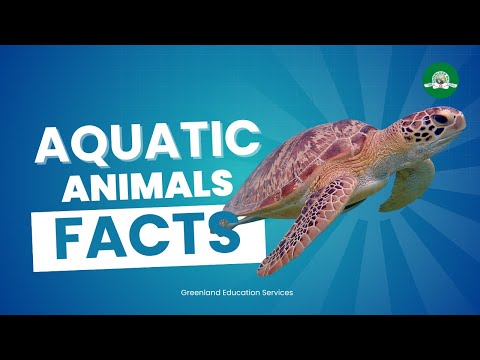 Видео: 🐠 Животные, живущие в воде | Типы и характеристики