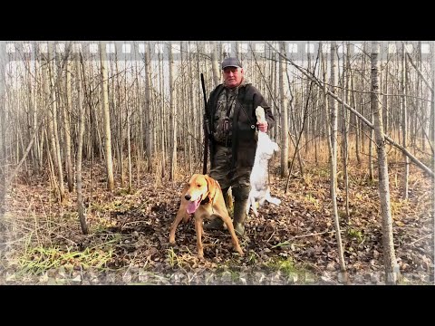 Видео: Охота на зайца по чернотропу с Русскими гончими как она есть.