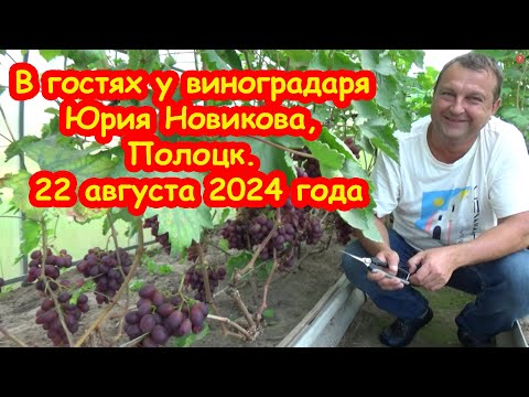 Видео: В гостях у виноградаря Юрия Новикова, Полоцк. 22 августа 2024 года