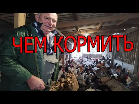 Видео: Кормление птицы | ПРИНЦИП КОРМЛЕНИЯ кур