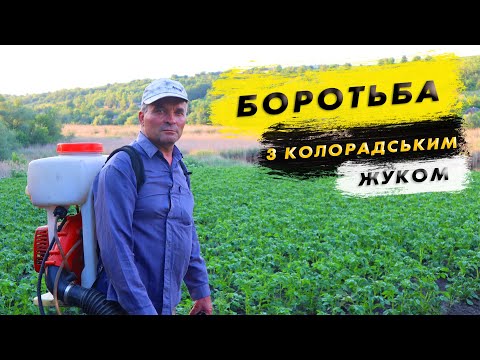 Видео: Обприскування картоплі від колорадського жука. Здорова картопля