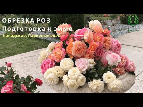 Видео: ОБРЕЗКА РОЗ. Подготовка к зиме. Парковые. Канадские розы. Питомник 🌹 и 🌲 Е. Иващенко