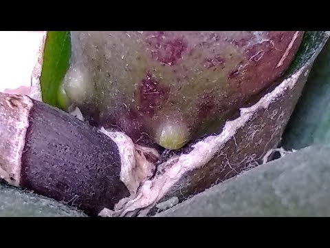 Видео: КОРНИ орхидеи ЗА НЕДЕЛЮ! после ПОЛИВА, орхидеи в корнях!