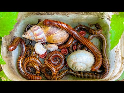 Видео: Невероятные моменты охоты на насекомых рядом с моим домом! 😳 | Многоножка, улитка, красные многон...