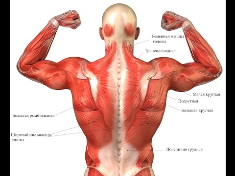 Видео: Гид по МФР. Выпуск 3  Спина