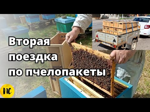 Видео: Опять едем покупать пчелопакеты. Отбор и пересадка пчелопакетов, местная пчела.