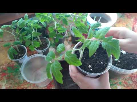 Видео: Для МОЩНОЙ КОРНЕВОЙ перевалка ТОМАТОВ.