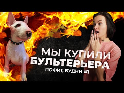 Видео: Мы купили бультерьера! Злой демон в маленьком щенке! Пофиг будни #1
