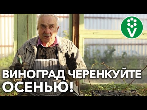 Видео: КАК РАЗМНОЖИТЬ ВИНОГРАД ОСЕНЬЮ?! Секреты успешного черенкования!