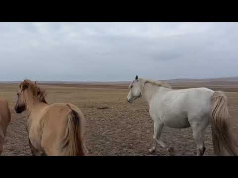 Видео: Осень октябрь 2025 год #айгыр #лошадки #жеребец #лошади #жылкы #интересно #