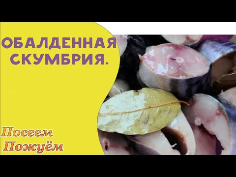 Видео: Быстрый способ маринованной скумбрии.