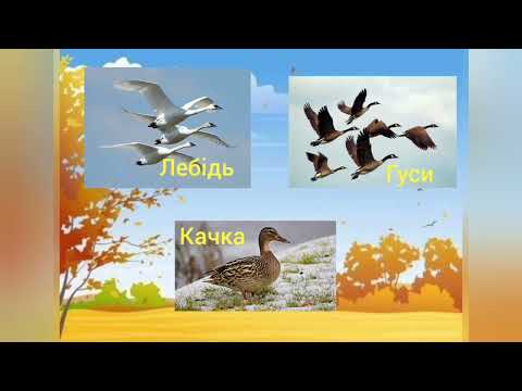 Видео: КЗДО "Яковлівський дитячий садок". Як птахи готуються до зими 