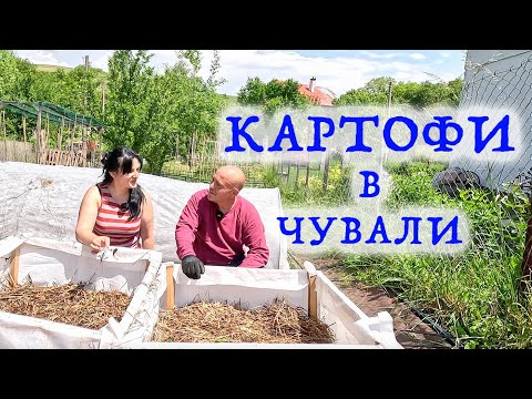 Видео: КАРТОФЕЛЬ В МЕШКАХ – более необычный способ.