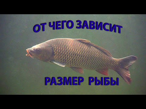 Видео: От чего зависят размер и скорость роста у разных рыб