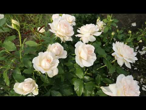 Видео: Троянда Чандос Б'юти (Chandos Beauty)