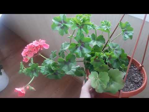 Видео: Урок: виды пеларгонии (герани), их разнообразие