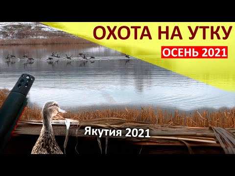 Видео: Осенний сезон охоты на уток в Якутии 2021