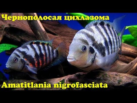 Видео: Чернополосая цихлазома
